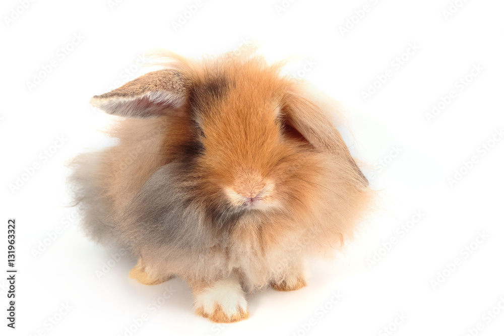 Cute Holland Lop rabbit isolated on white Cute Holland Lop rabbit isolated on white