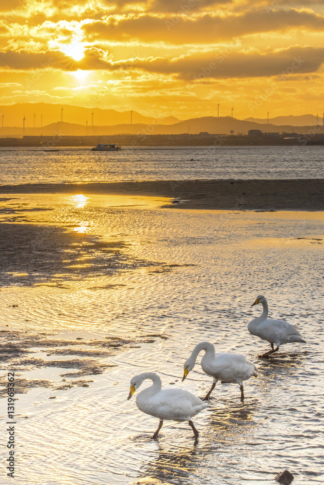 Obraz premium white swans on seaside at sunset, Weihai, Shandong, China