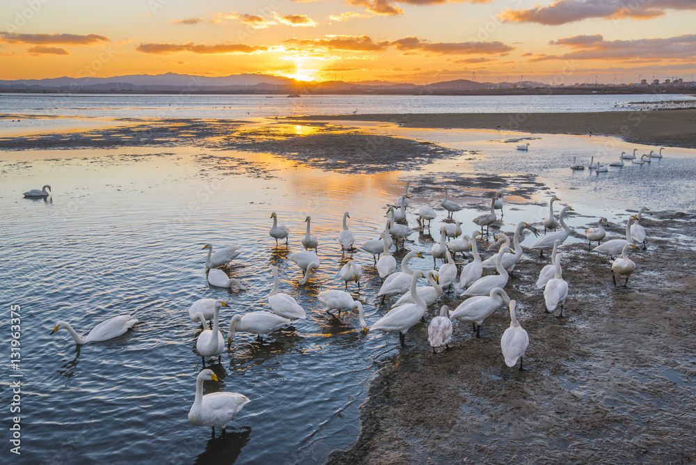 Fototapeta premium white swans on seaside