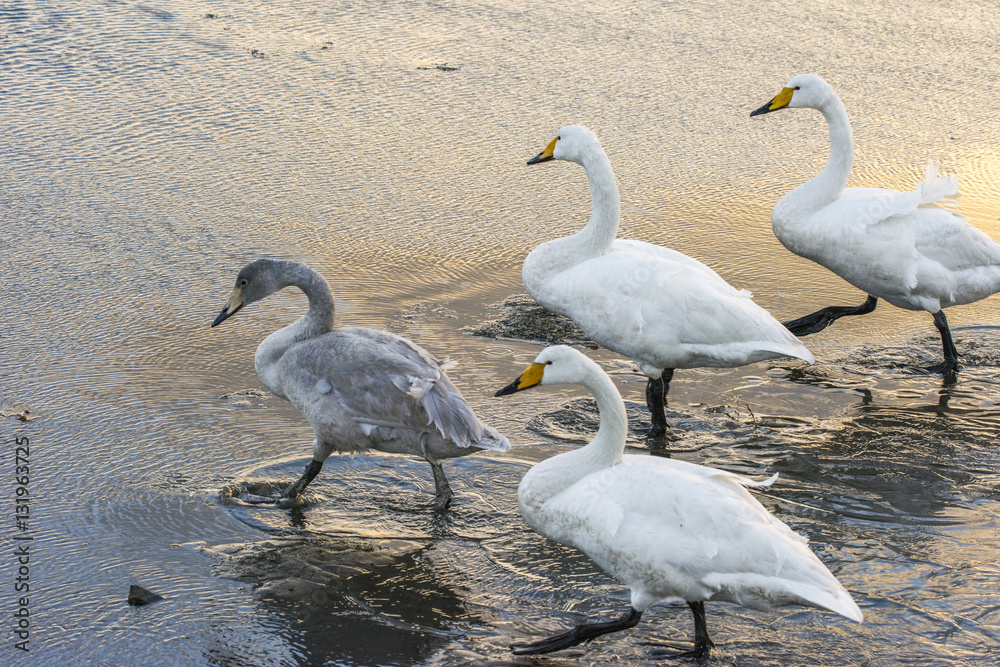 Obraz premium white swans on seaside