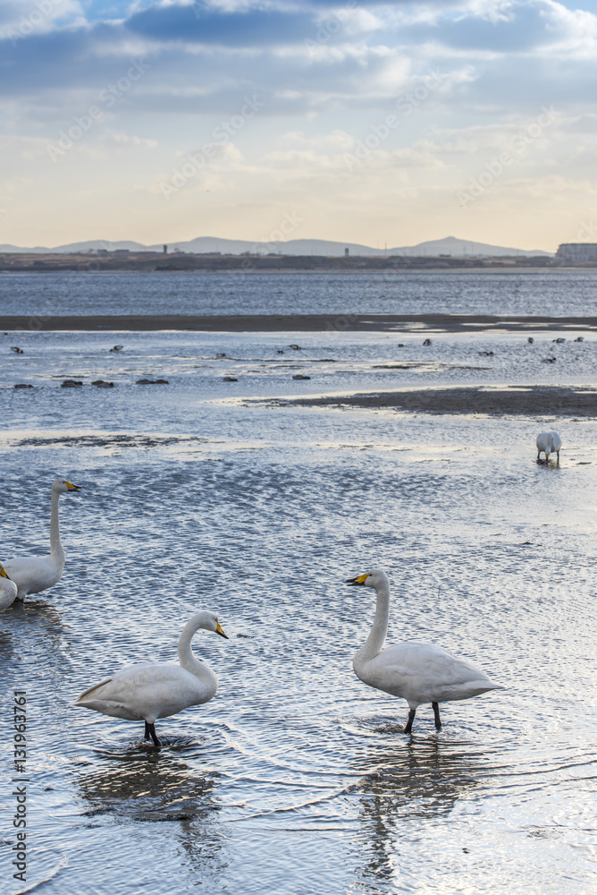 white swans on seaside