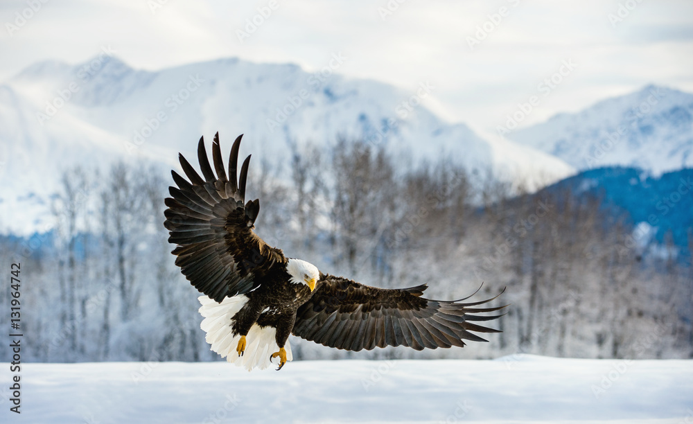 Naklejka premium Adult Bald Eagle ( Haliaeetus leucocephalus washingtoniensis ) in flight. Alaska in snow