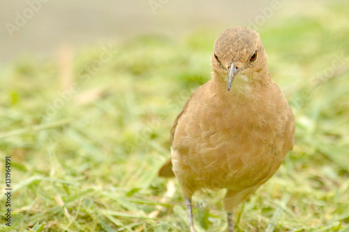 Brown bird known as João de Barro (Furnarius rufus) in the nature. Closeup frontal shot with green grass as background © GuRezende