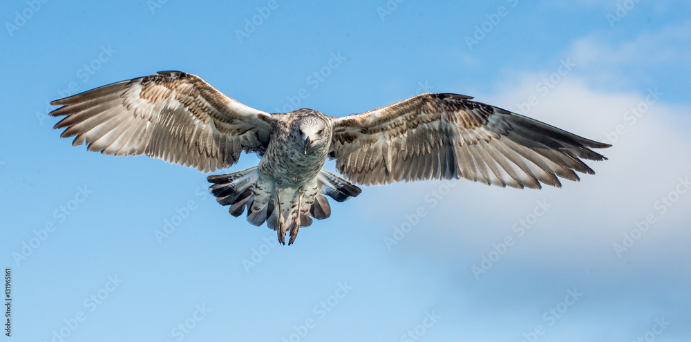 Obraz premium Flying Juvenile Kelp gull (Larus dominicanus), also known as the Dominican gull and Black Backed Kelp Gull. Blue sky background. False Bay, South Africa