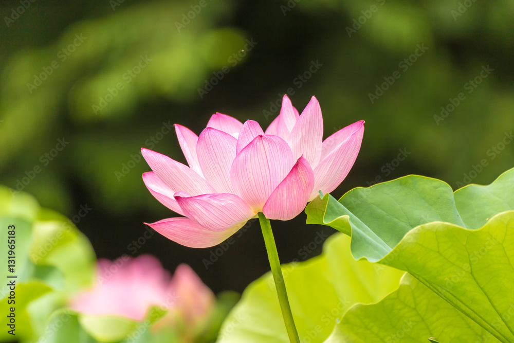 The Lotus Flower.Background is the lotus leaf and tree.Shooting location is the Sankeien in Yokohama, Kanagawa Prefecture Japan. The Lotus Flower.Background is the lotus leaf and tree.Shooting location is the Sankeien in Yokohama, Kanagawa Prefecture Japan.