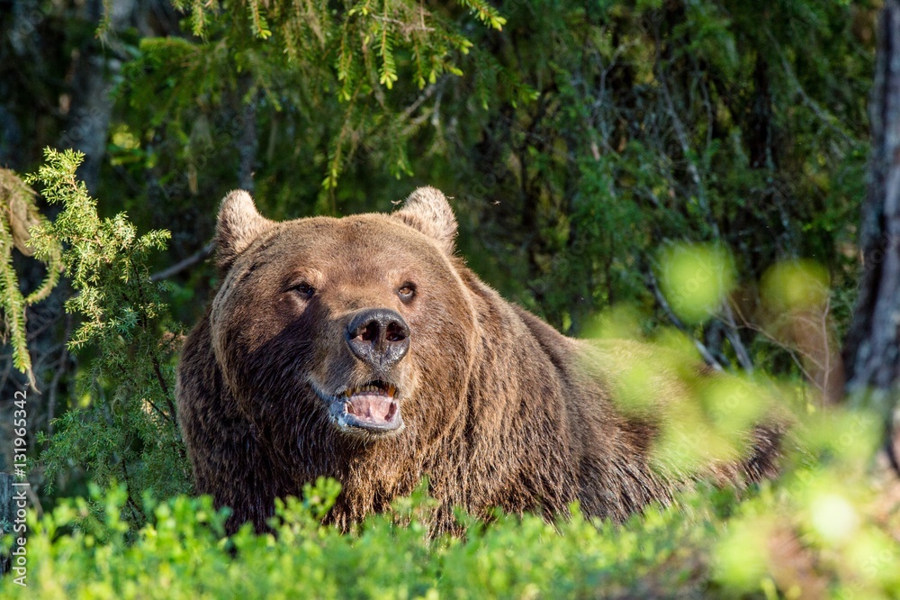 Obraz premium Wild adult Brown Bear ( Ursus Arctos ) in the summer forest. Green natural background