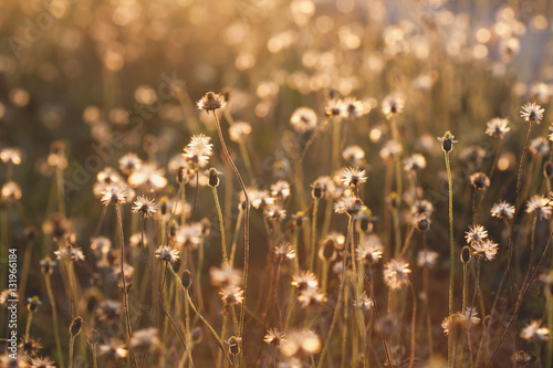 Macro with extremely shallow DOF of Grass flower in pastel and Soft style in Flare Light for Outdoor Background