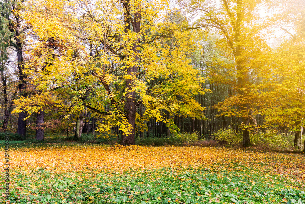 gorgeous forest in autumn, a scenic landscape with pleasant warm sunshine gorgeous forest in autumn, a scenic landscape with pleasant warm sunshine