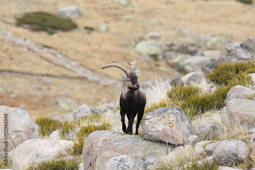 Wild goat © Paolo
