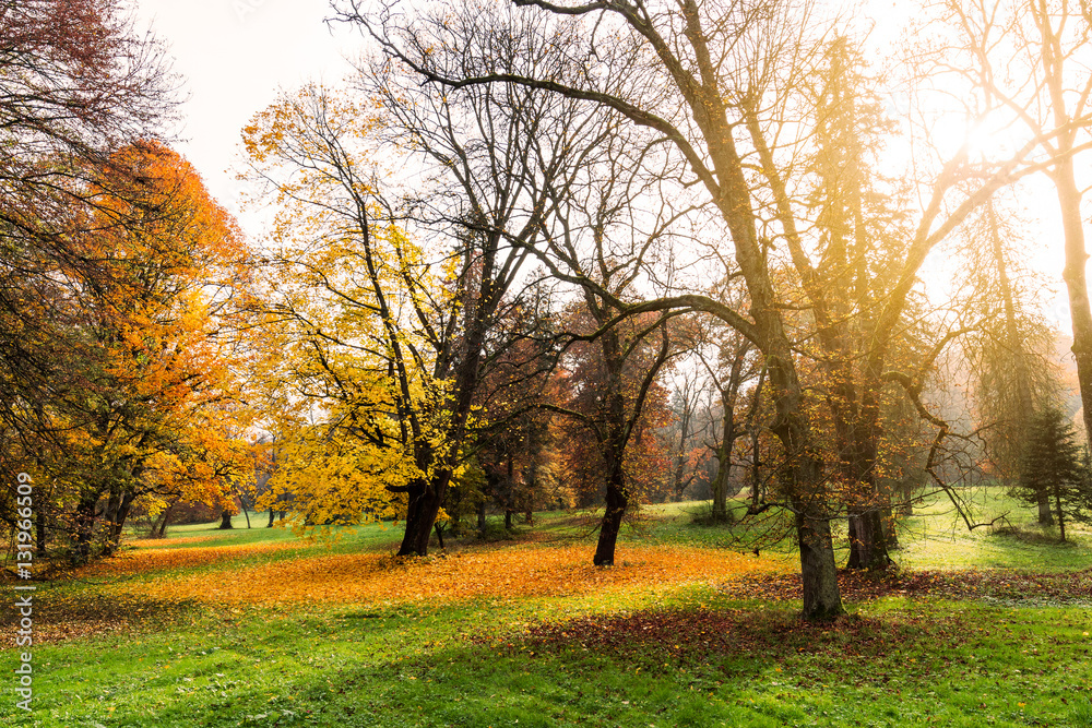 gorgeous forest in autumn, a scenic landscape with pleasant warm sunshine gorgeous forest in autumn, a scenic landscape with pleasant warm sunshine
