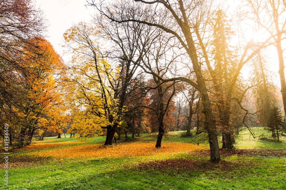 gorgeous forest in autumn, a scenic landscape with pleasant warm sunshine