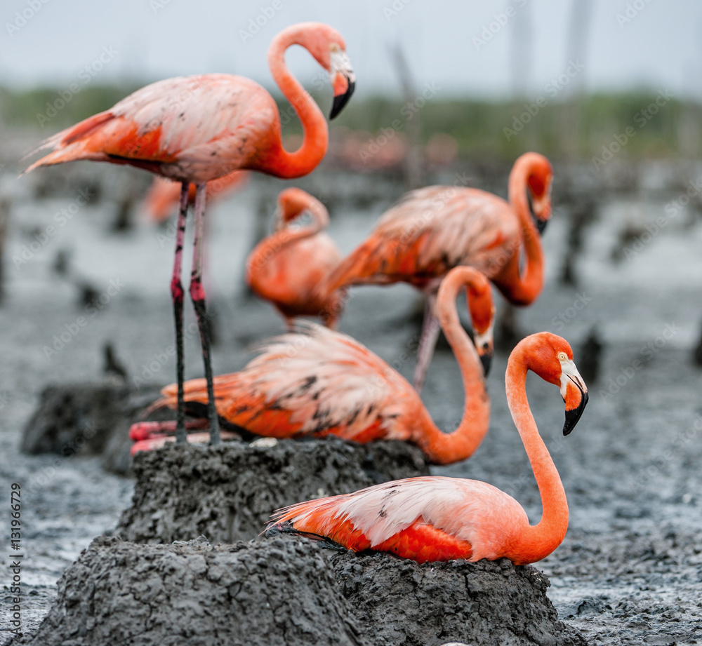 Fototapeta premium American Flamingos or Caribbean flamingos ( Phoenicopterus ruber ruber). Colony of Flamingo the on nests. Rio Maximo, Camaguey, Cuba.