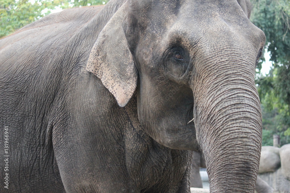 Naklejka premium Elefanten