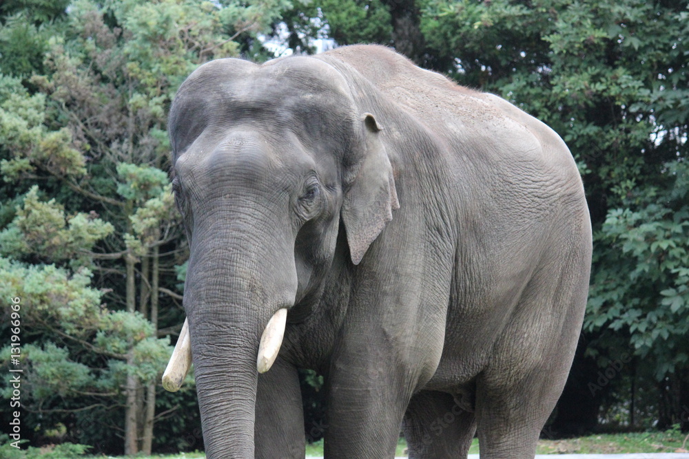 Fototapeta premium Elefanten