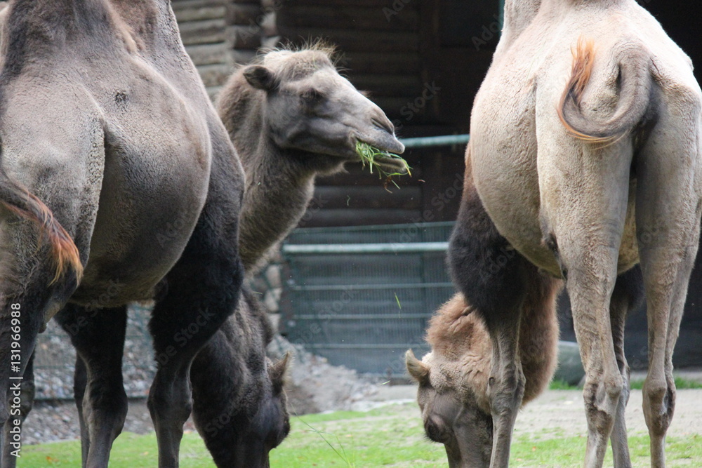 Fototapeta premium Camel