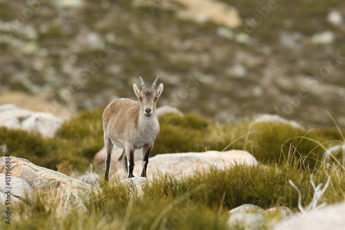 Spanish ibex, mating season