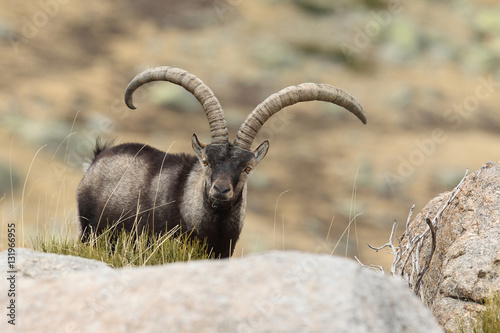 Spanish ibex, mating season