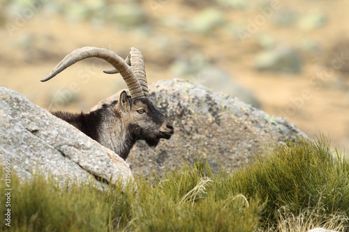 Spanish ibex  mating season