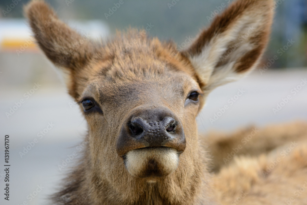 Elk looking at camera, close-up