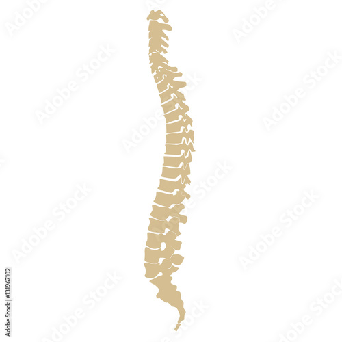 Vector illustration white spine diagnostic symbol