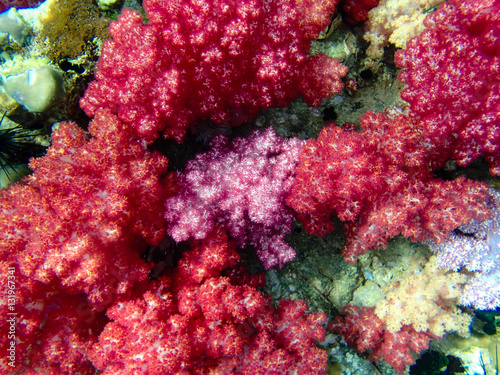Underwater world  underwater coral and fish shoal