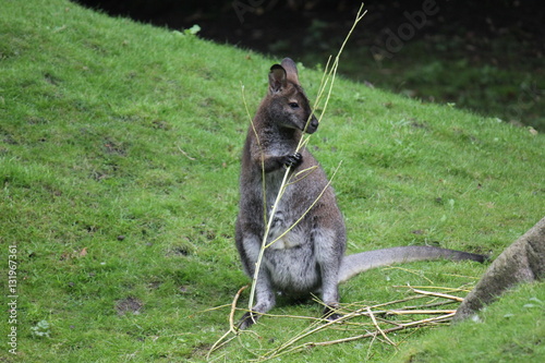 Känguru