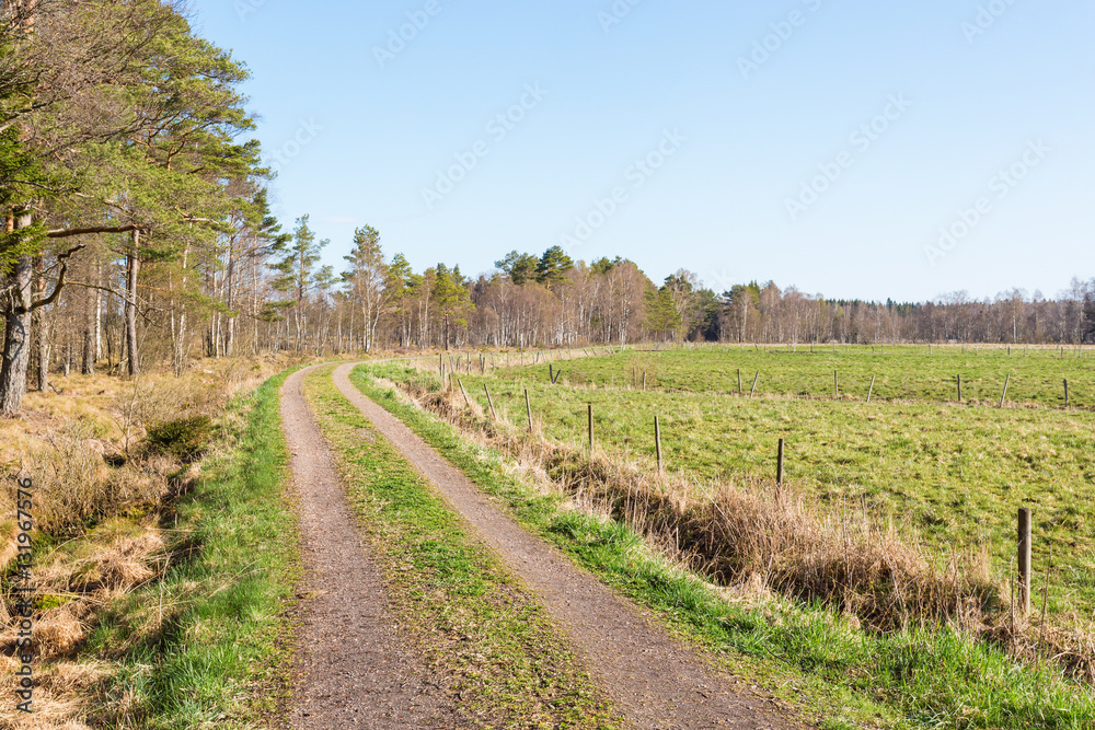Fototapeta premium Grass road at the meadows and bog