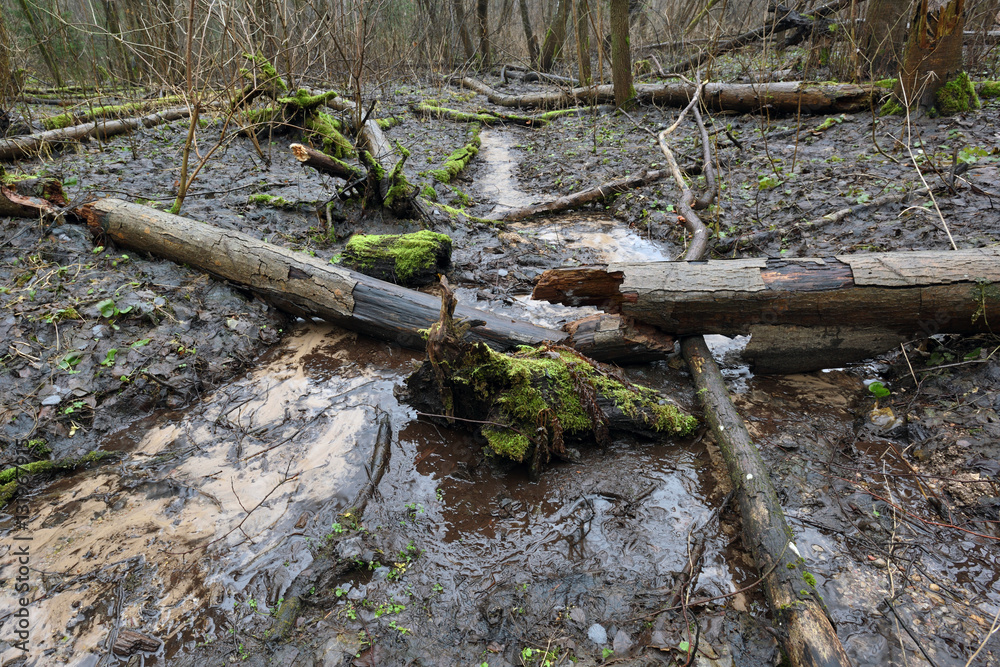 Small stream runs through wild forest Small stream runs through wild forest