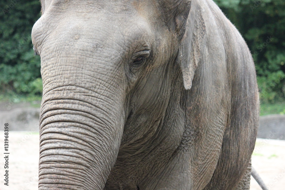 Fototapeta premium Elefanten
