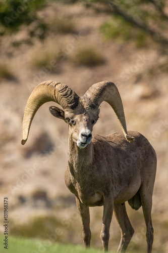 Desert Bighorn Sheep Ram © natureguy