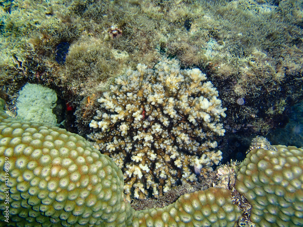Underwater world, underwater coral and fish shoal Underwater world, underwater coral and fish shoal