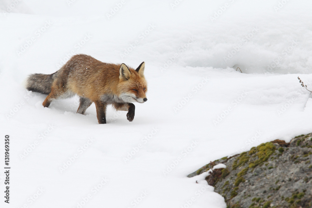 Obraz premium red fox into the snow