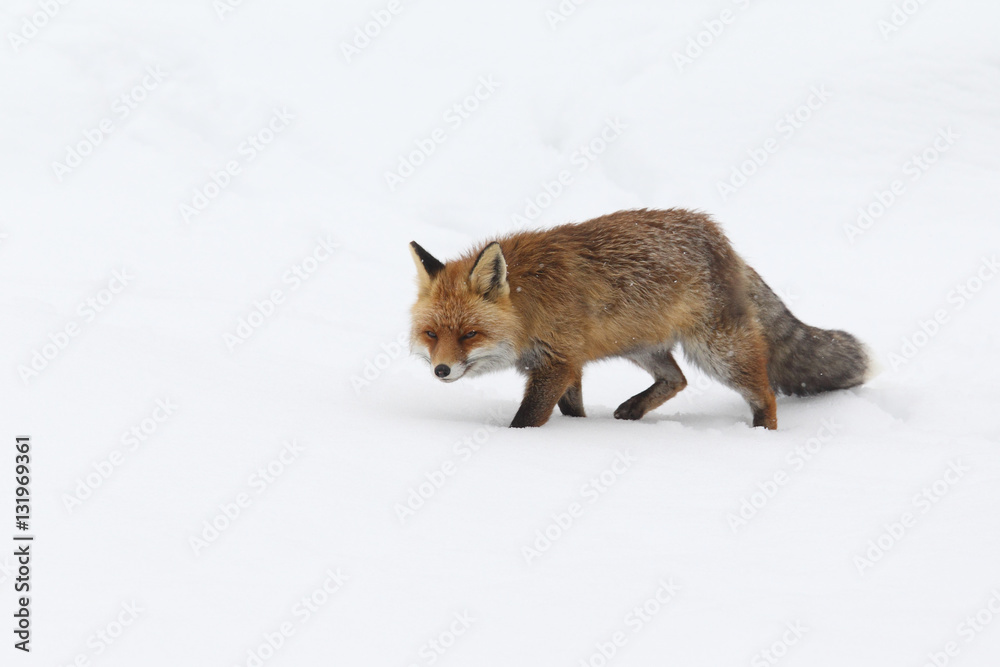 Fototapeta premium red fox into the snow