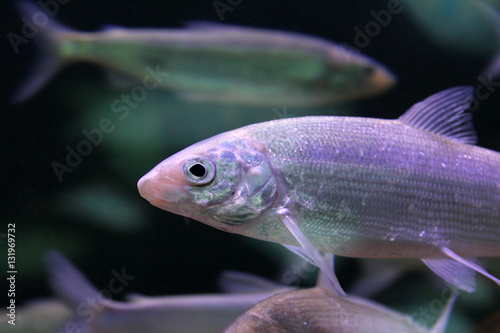 European whitefish (Coregonus lavaretus)