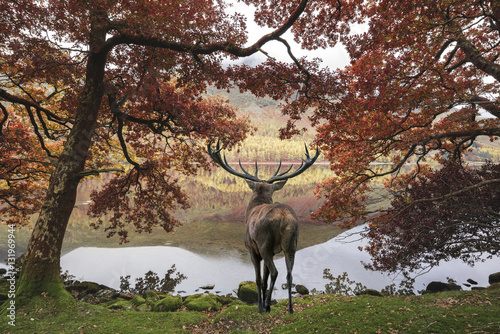 Fototapeta Naklejka Na Ścianę i Meble -  Stunning powerful red deer stag looks out across lake towards mo