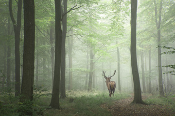 Acrylglasbilder Waldtiere Rothirsch im farbenfrohen Nebelwald  © veneratio