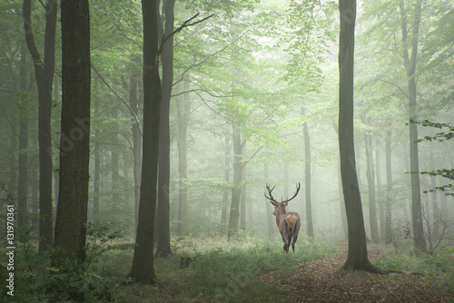 Beautiful image of red deer stag in foggy Autumn colorful forest