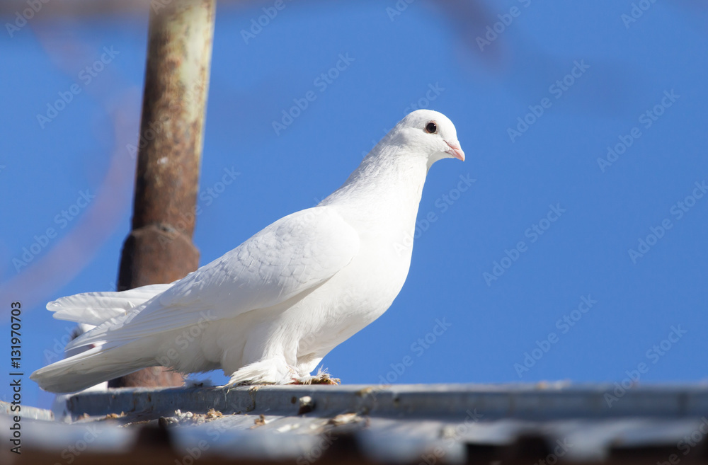 white dove in nature