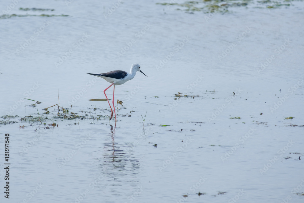 Fototapeta premium Bird foraging walk.