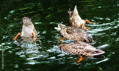 Ducks in a dark water photo