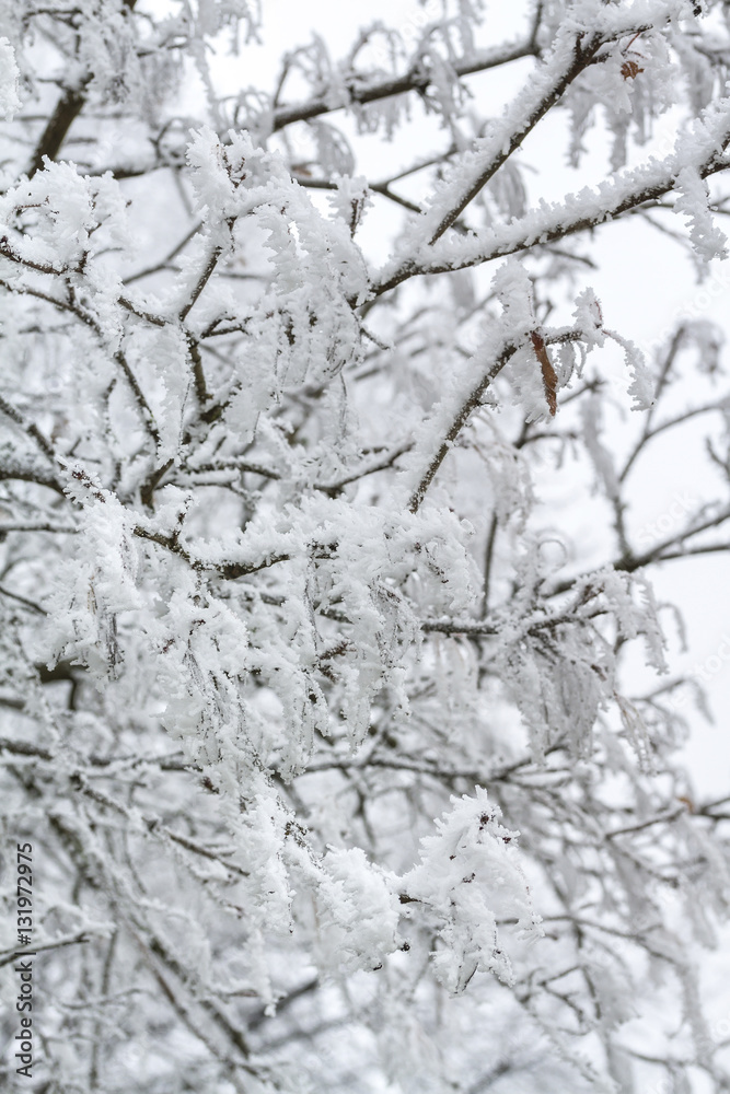 Frozen leaves covered with hoarfrost of winter morning. Frozen leaves covered with hoarfrost of winter morning.