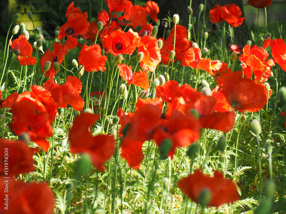 Obraz premium Flowerfield series