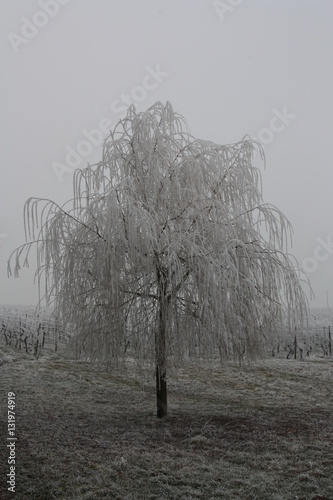 Bäume im Winterfrost photo