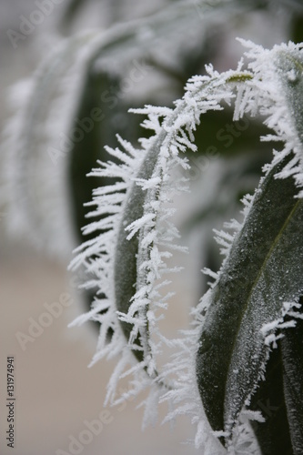 Winterfrost auf Kirschlorbeerblatt photo