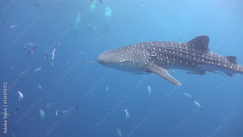 Whale shark and lots of divers 