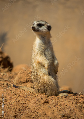 Meerkat (Suricata suricatta) on guard 