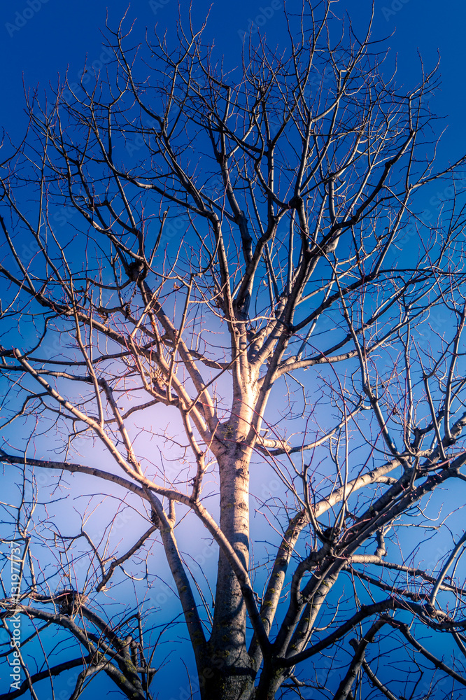 Trees in a park on winter season Trees in a park on winter season