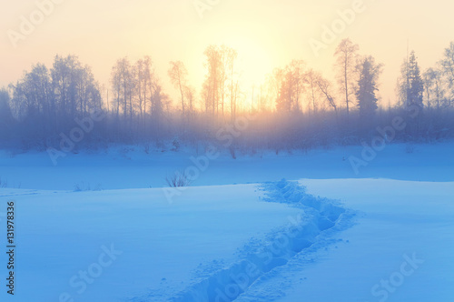 Winter morning misty landscape. Frozen trees in the rays of the rising sun. © Leonid Ikan