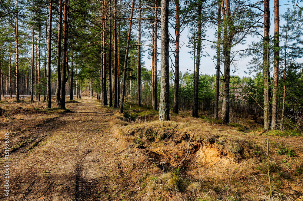 Pine forest Pine forest