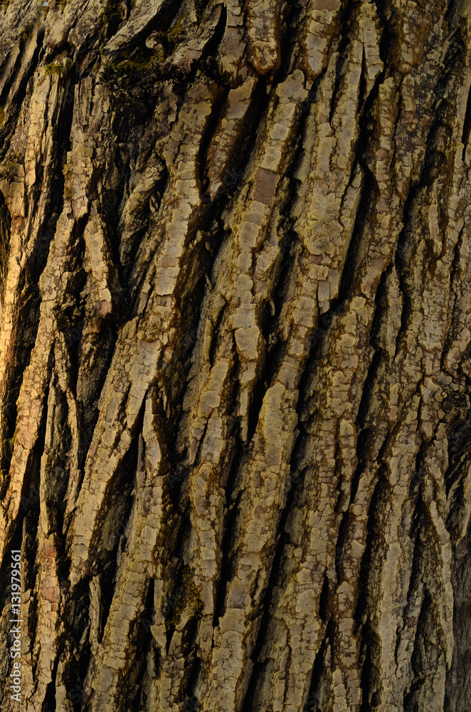 The pattern of tree bark. Background. Beautiful texture. The pattern of tree bark. Background. Beautiful texture.
